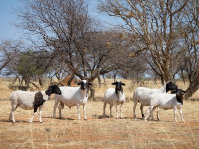 Afrika Hunting - Das Jagdquartier in Namibia
