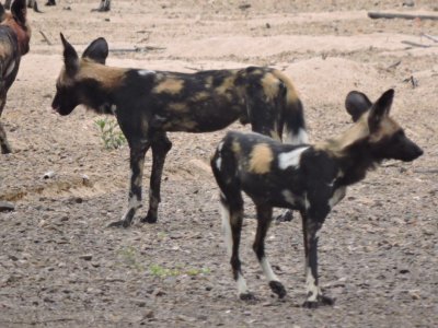 Afrika Hunting - Jagen in Mozambique