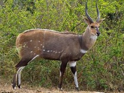Afrika Hunting - Wild in Mozambique