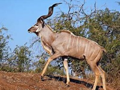 Afrika Hunting - Wild in Mozambique