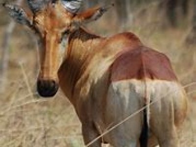 Afrika Hunting - Wild in Mozambique