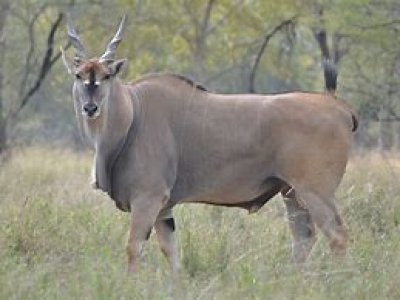 Afrika Hunting - Wild in Mozambique