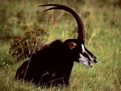 Afrika Hunting - Wild in Mozambique