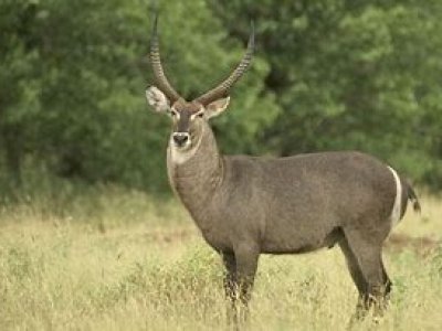 Afrika Hunting - Wild in Mozambique