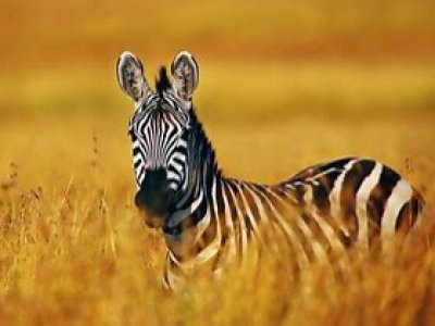 Afrika Hunting - Wild in Mozambique