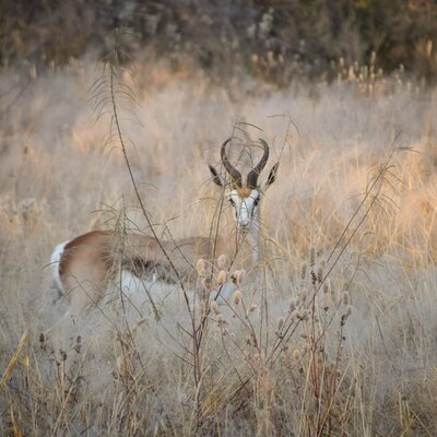 Afrika Hunting - Jagen und mehr in Namibia