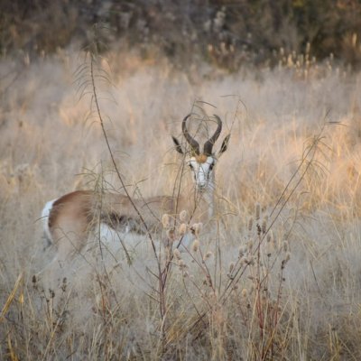Afrika Hunting - Jagen und mehr in Namibia