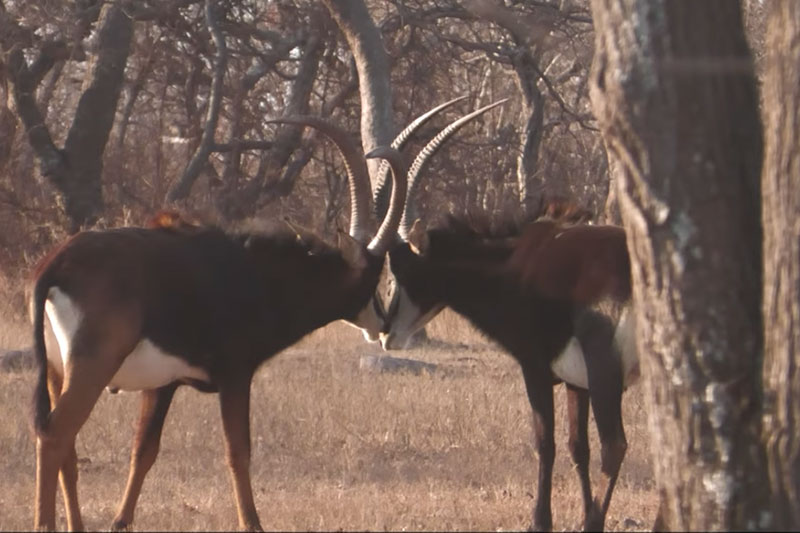 Afrika Hunting - Ihre Jagd in Südafrica