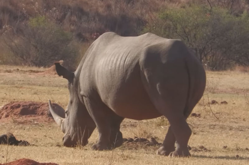 Afrika Hunting - Ihre Jagd in Südafrica